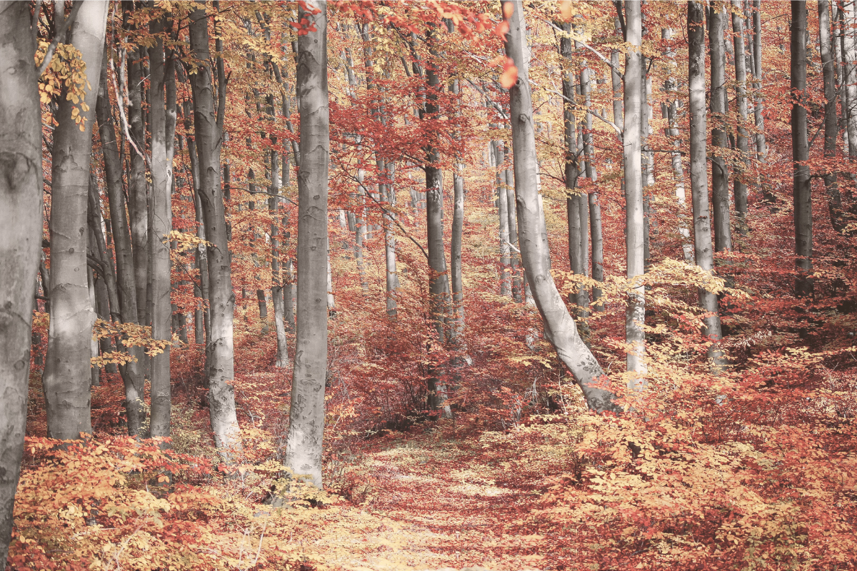 Palettes de couleurs inspiration automne